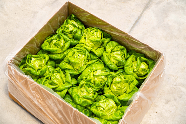 butter-lettuce-box