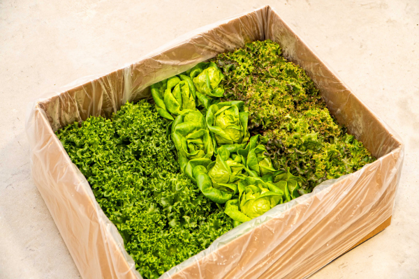 mixed-leaf-lettuce-box