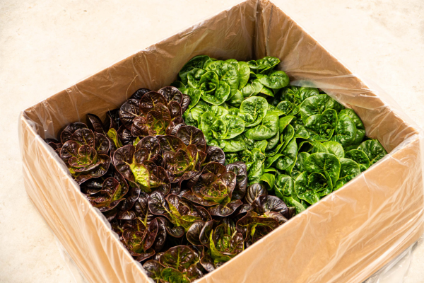 romaine-lettuce-box